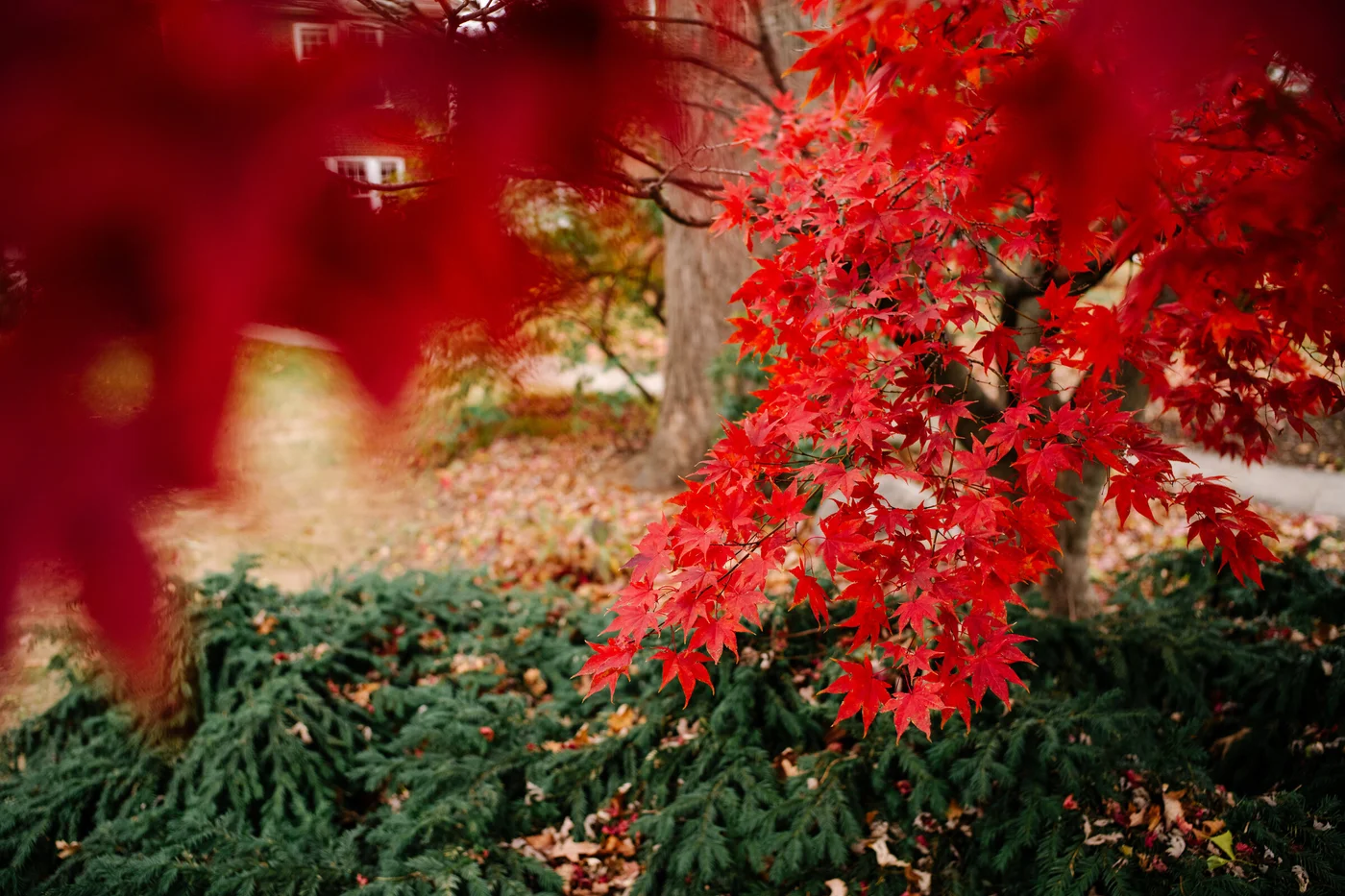 red leaves against green shrub